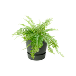 greenville easy hanger single blad groen